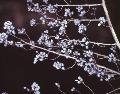 Rattan Vine / Berchemia scandens